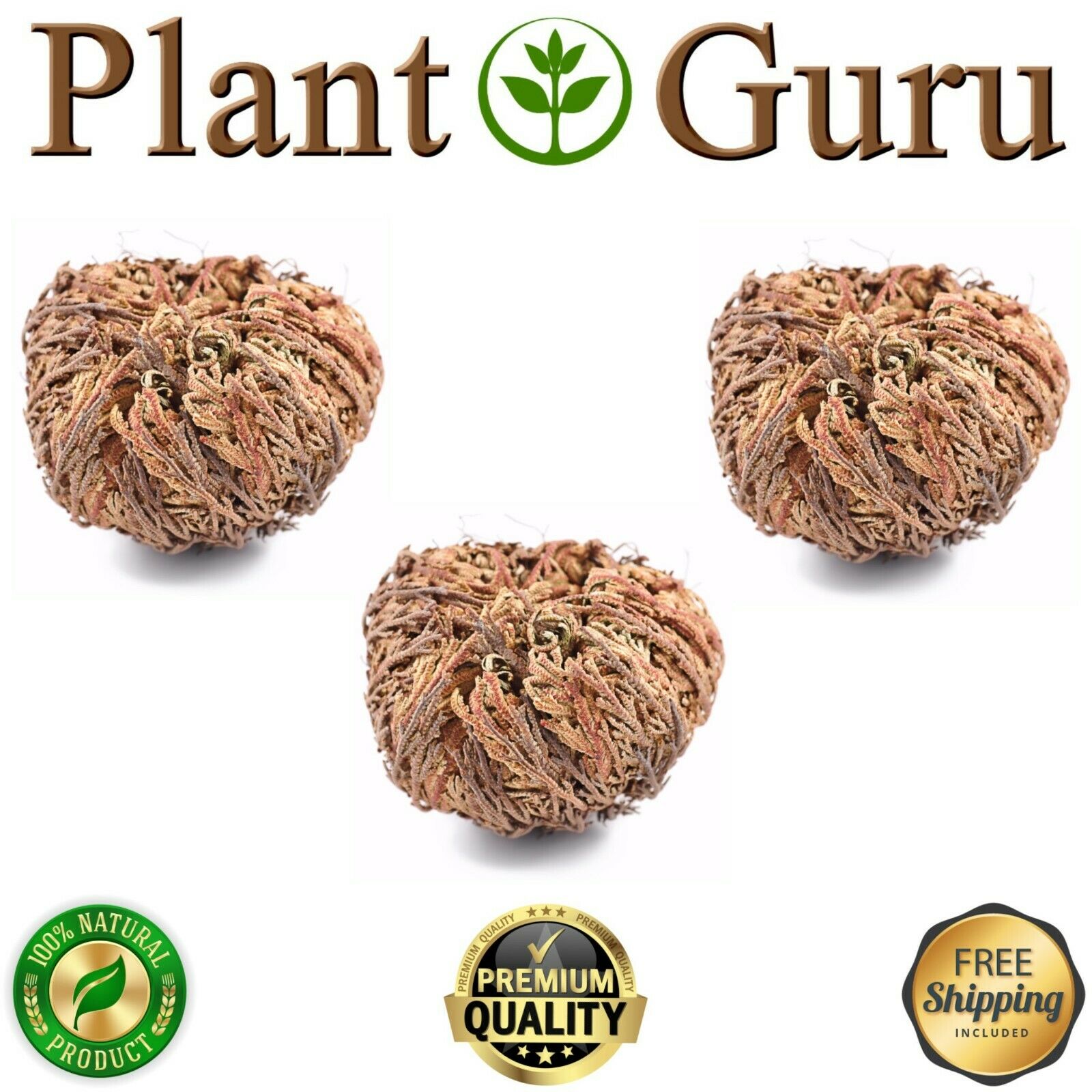 Jericho Flower - 3 Pack - Rose of Jericho, Resurrection Flower, Whole Dried Herb