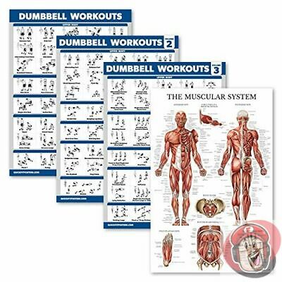 4 Pack Dumbbell Workout Exercise Poster Volme 1,2&3+ Muscular Systm Anatomy Chrt